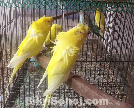 পাইনআপেল কুনুর, ককাটেল, ফরপাস ও জে.পি বাজেরিগার